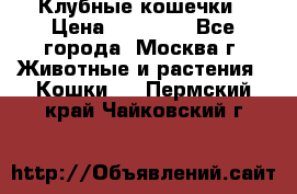 Клубные кошечки › Цена ­ 10 000 - Все города, Москва г. Животные и растения » Кошки   . Пермский край,Чайковский г.